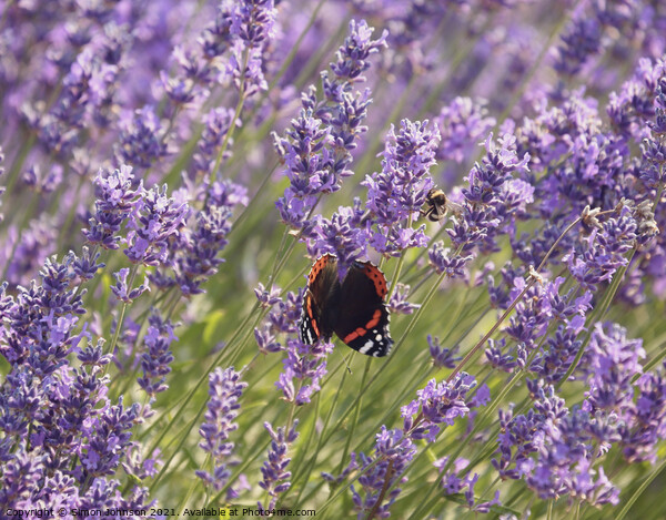 Lavender  flower butterfly and bee Picture Board by Simon Johnson