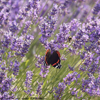 Buy canvas prints of Lavender  flower butterfly and bee by Simon Johnson