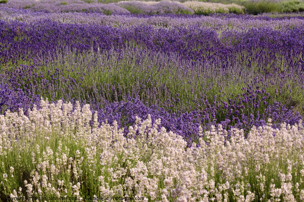 Lavender galore Picture Board by Simon Johnson