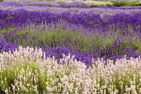 Lavender field Picture Board by Simon Johnson