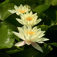 Buy canvas prints of water Lillies  by Simon Johnson