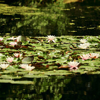 Buy canvas prints of Water Lillies by Simon Johnson