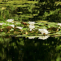 Buy canvas prints of water lillies by Simon Johnson