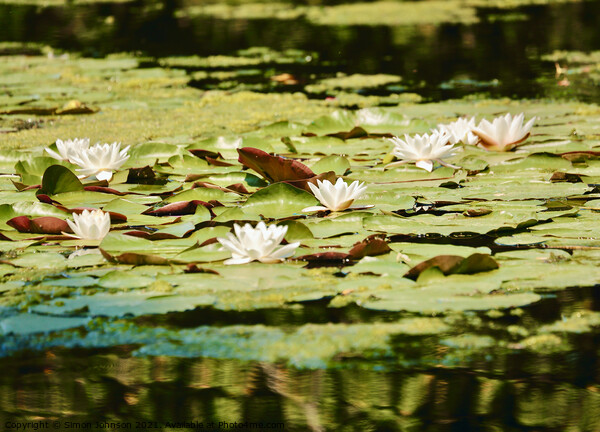 Water Lillies Picture Board by Simon Johnson