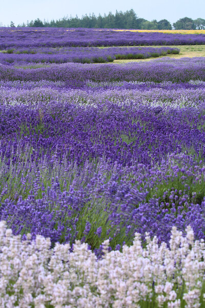 Lavender fields Picture Board by Simon Johnson