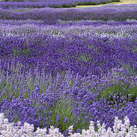 Buy canvas prints of Lavender fields by Simon Johnson