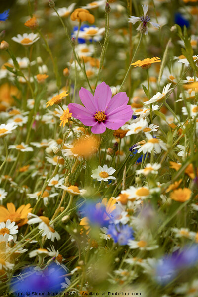 meadow flowers Picture Board by Simon Johnson