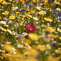 Buy canvas prints of Meadow flowers by Simon Johnson