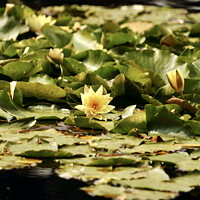 Buy canvas prints of water lilly by Simon Johnson