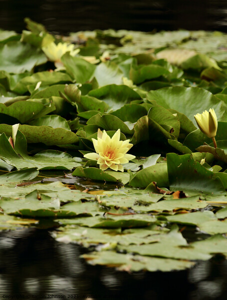 Water lilly Picture Board by Simon Johnson