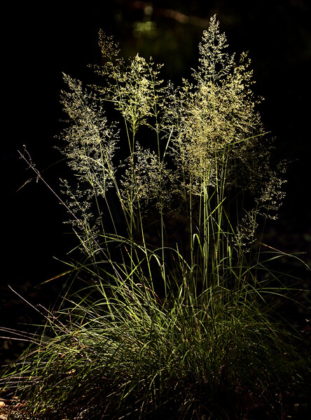 Sunlit Grass  Picture Board by Simon Johnson