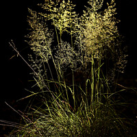 Buy canvas prints of sunlit grass by Simon Johnson