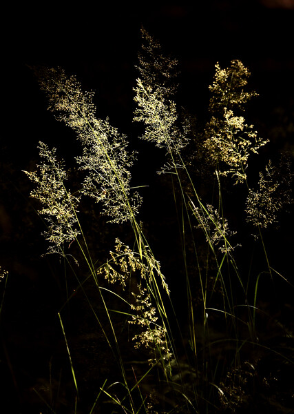 Sunlit Grass Picture Board by Simon Johnson