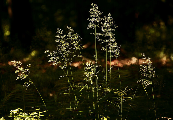 Sunlit grasses  Picture Board by Simon Johnson