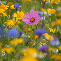 Buy canvas prints of Meadow Flowers by Simon Johnson