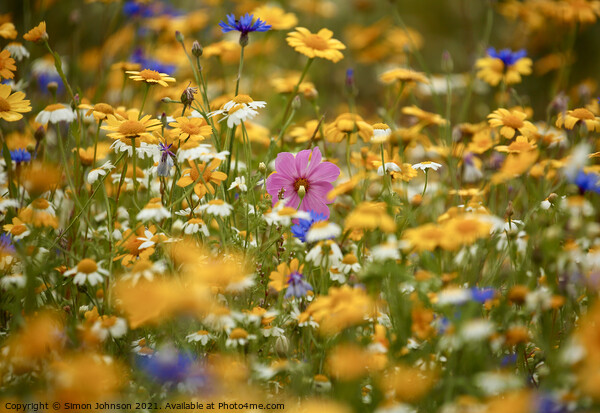 Summer Meadow Flowers  Picture Board by Simon Johnson