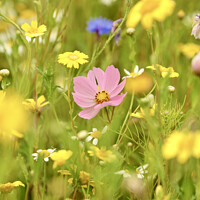 Buy canvas prints of summer meadow flowers by Simon Johnson