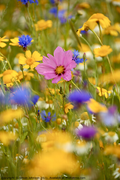 summer meadow flowers Picture Board by Simon Johnson