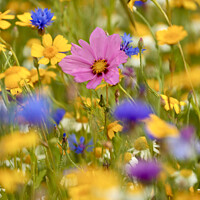 Buy canvas prints of summer meadow flowers by Simon Johnson