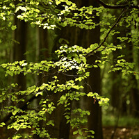Buy canvas prints of Sunlit leaves and woodland by Simon Johnson