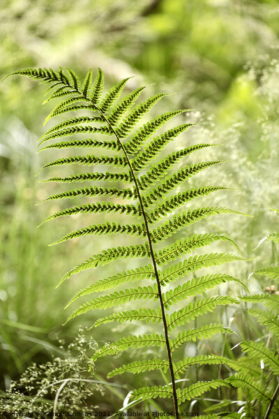 fern close up Picture Board by Simon Johnson