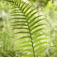 Buy canvas prints of fern close up by Simon Johnson