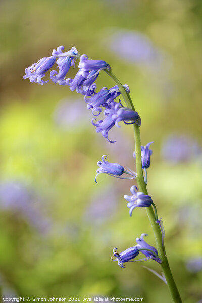 bluebell flower Picture Board by Simon Johnson
