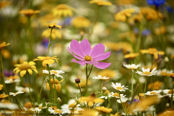 meadow flower Picture Board by Simon Johnson