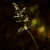 Buy canvas prints of sunlit grass Snowshill woods Cotswolds Gloucestershire  by Simon Johnson