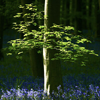 Buy canvas prints of sunlit leaves and bluebells by Simon Johnson