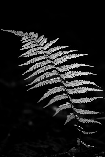Fern close up Picture Board by Simon Johnson
