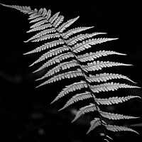 Buy canvas prints of Fern close up by Simon Johnson