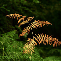 Buy canvas prints of First autumn Fern by Simon Johnson