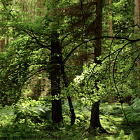 Buy canvas prints of Summer woodland by Simon Johnson