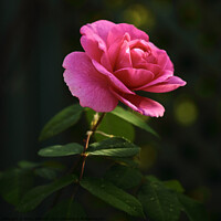 Buy canvas prints of Pink Rose by Simon Johnson