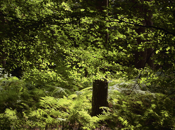 Sunlit Beech woodland Framed Print by Simon Johnson