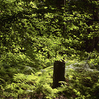 Buy canvas prints of Sunlit Beech woodland by Simon Johnson