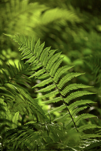 luminous fern Picture Board by Simon Johnson