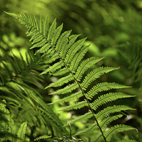 Buy canvas prints of luminous fern by Simon Johnson