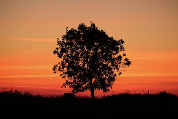 Sunrise tree  Picture Board by Simon Johnson