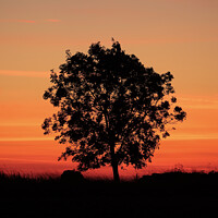 Buy canvas prints of Sunrise tree  by Simon Johnson