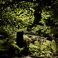 Buy canvas prints of Sunlit leaves and ferns by Simon Johnson