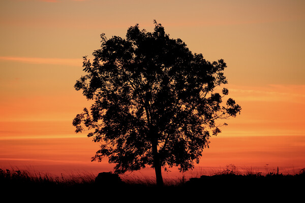 Isolated tree at sunrise Picture Board by Simon Johnson