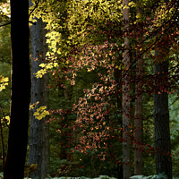 Buy canvas prints of Sunlit autumn leaves by Simon Johnson