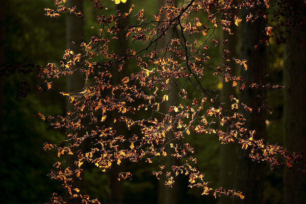 sunlit leaves Picture Board by Simon Johnson