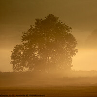 Buy canvas prints of Morning Mist  by Simon Johnson