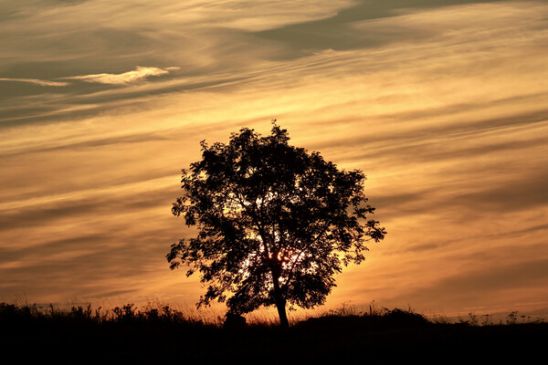 isolated tree silhouette against a sunrise sky Picture Board by Simon Johnson