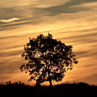 Buy canvas prints of isolated tree silhouette against a sunrise sky by Simon Johnson