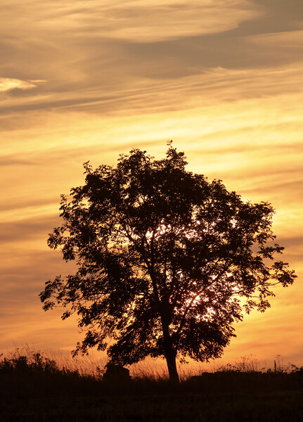 Tree Silhouette Picture Board by Simon Johnson