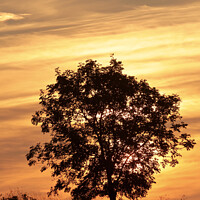 Buy canvas prints of Tree Silhouette by Simon Johnson